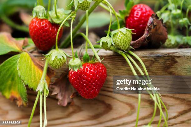 strawberry plant - unripe stock pictures, royalty-free photos & images