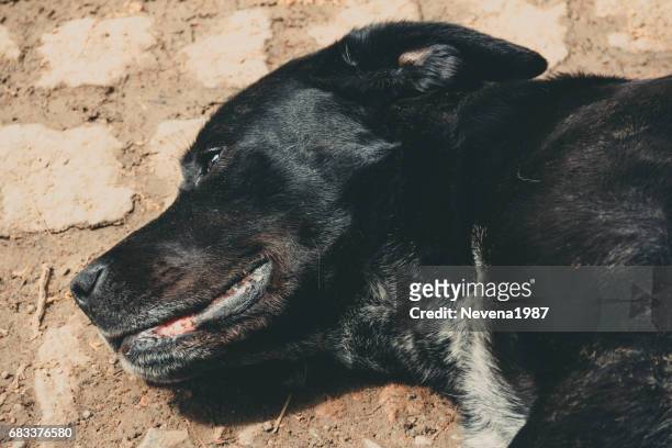 ritratto di cane nero - cavalier foto e immagini stock