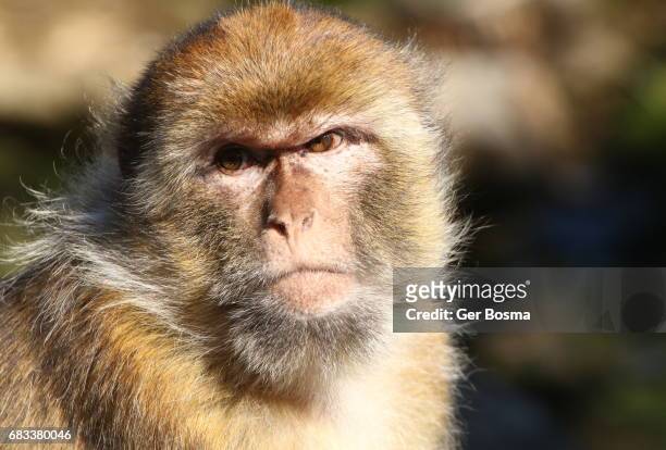 male  barbary macaque (macaca sylvanus) - macaque stock-fotos und bilder