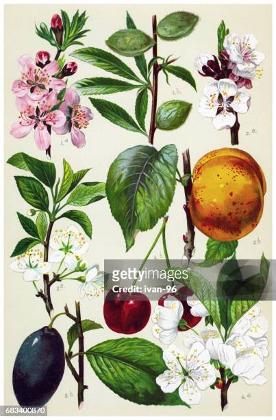ilustrações de stock, clip art, desenhos animados e ícones de medicinal and herbal plants - amendoas