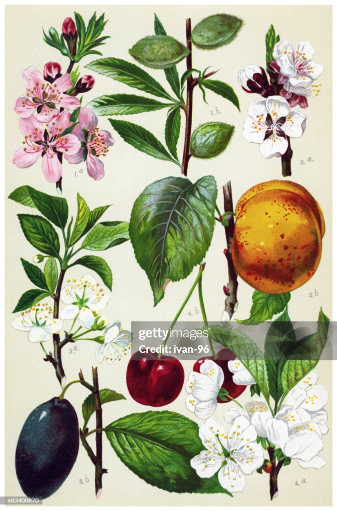 Medicinal and Herbal Plants