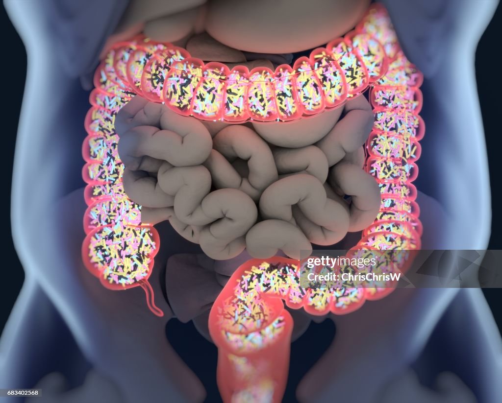 Gut bacteria, microbiome. Bacteria inside the large intestine, concept, representation. 3D illustration.