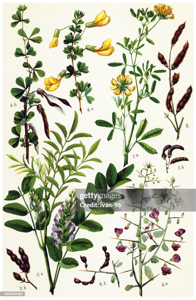 Medicinal and Herbal Plants