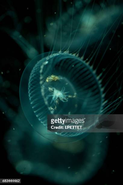 medusas - cnidarian - fotografias e filmes do acervo