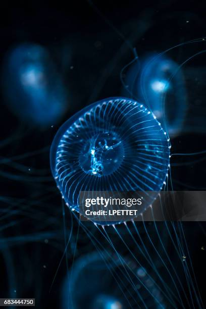 medusas - cnidarian - fotografias e filmes do acervo