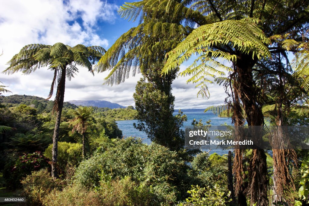 Scenery at Lake Tarawera near Rotorua