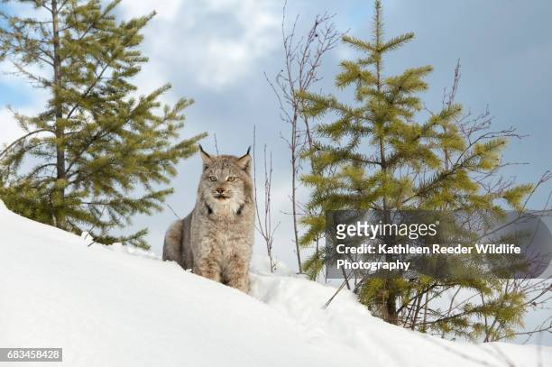 canadian lynx in snow - canadian lynx fotografías e imágenes de stock
