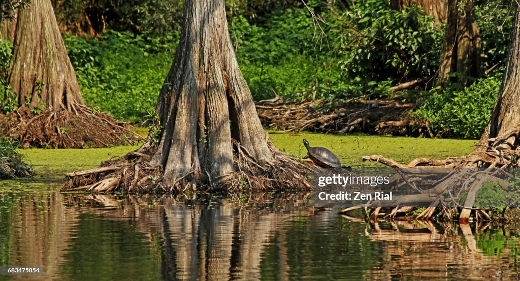 Bald Cypress Trees (Taxodium distichum ) and Florida Red-bellied Turtle in Jupiter, Florida