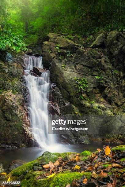 deep forest waterfall - shedd brook stock pictures, royalty-free photos & images