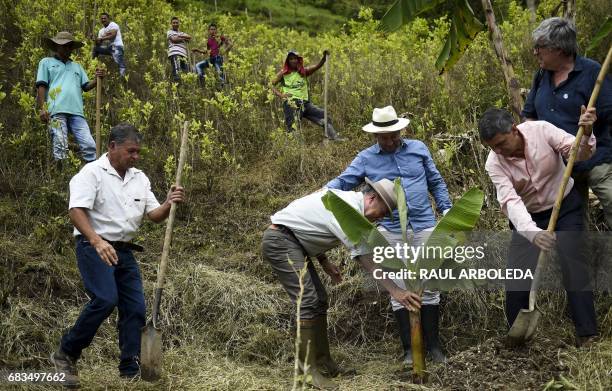 Colombian President Juan Manuel Santos plants a banana tree at a coca plantation in Puebla Nuevo, Briceno municipality, Antioquia department,...