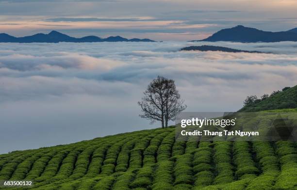Click Dat Tea 88 Cloud Dat Stock Photos, High-Res Pictures, and Images - Getty Images