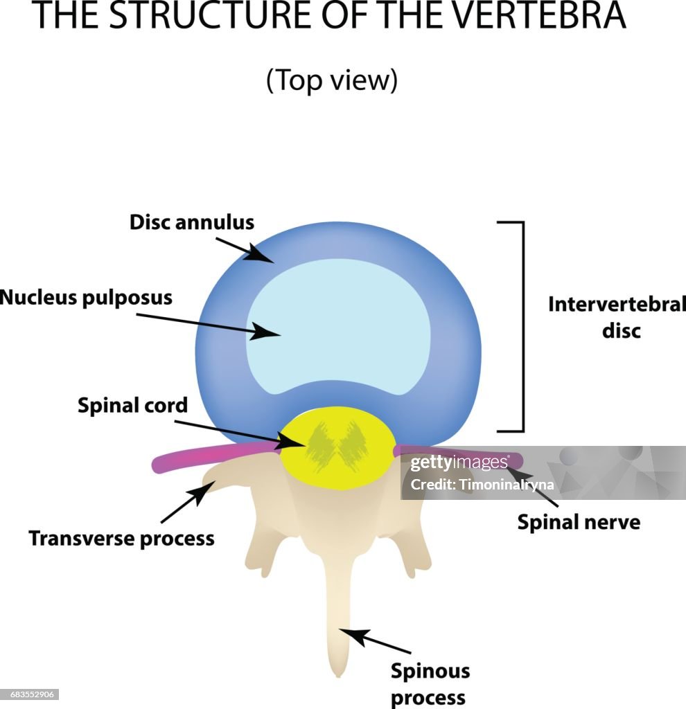 Intervertebral The Anatomical Structure Of The Intervertebral Disc Top View Spine ...
