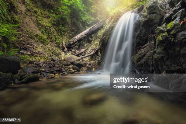 deep forest waterfall - shedd brook stock pictures, royalty-free photos & images