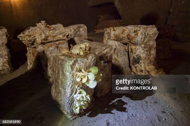 Experimental cultivation of mushrooms in a cave who hosts also the museum in a former WWII antiaircraft refuge made in ancient tuff quarry and roman...