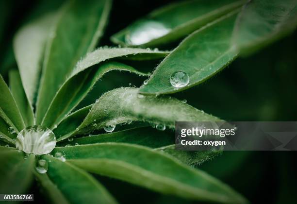 close-up of a leaf and water drops on it background - leaf close up stock pictures, royalty-free photos & images