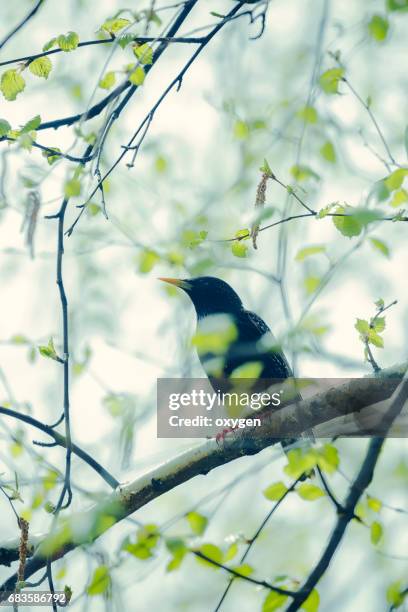 starling on a birch branch in early spring - berk stockfoto's en -beelden