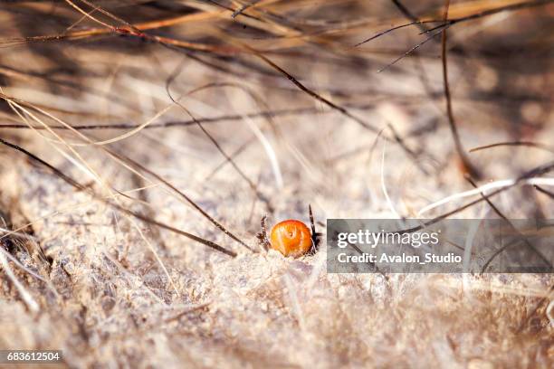 tick on animal skin. ticks caught in wild boar skin. - borreliosis stock pictures, royalty-free photos & images