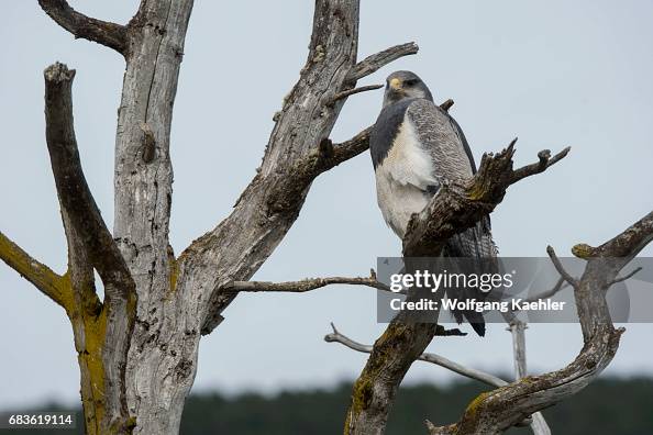 A black-chested buzzard-eagle (Geranoaetus melanoleucus) is A black-chested buzzard-eagle (Geranoaetus melanoleucus) is