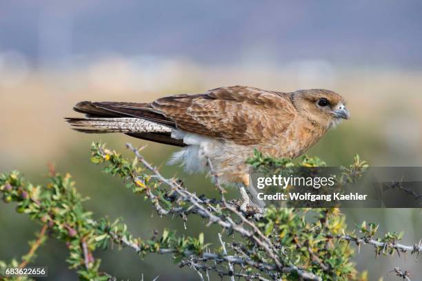 Chimango caracara at the Laguna Nimez Bird Sanctuary in El Calafate, Argentina.