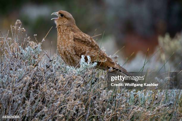 Chimango caracara at the Laguna Nimez Bird Sanctuary in El Calafate, Argentina.