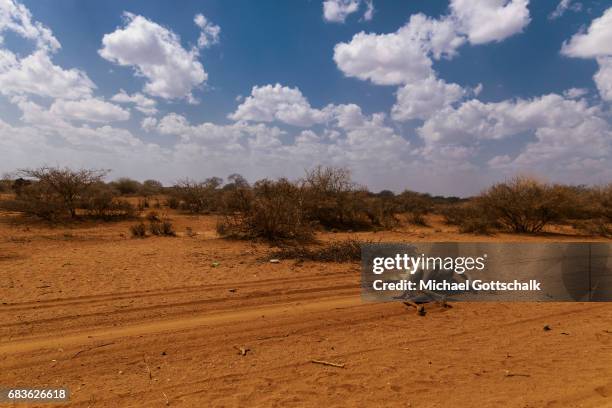 Waaf Dhuung, Ethiopia A camel is dead because of the persistent drought in the Somali region in Ethiopia and is lying next to the road on April 03,...