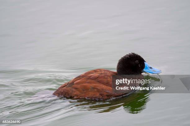 Ruddy duck male at the Laguna Nimez Bird Sanctuary in El Calafate, Argentina.