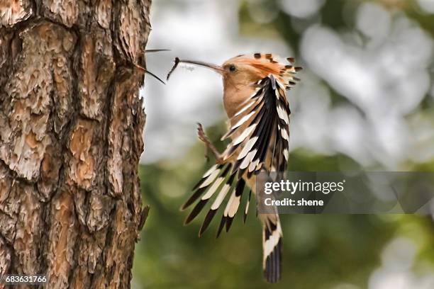 hoopoe in flight - hoopoe stock pictures, royalty-free photos & images