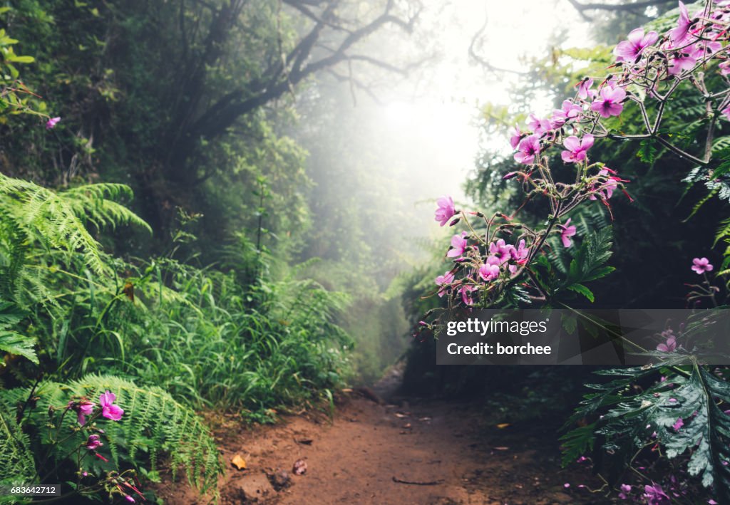 Walking Path On Madeira Island