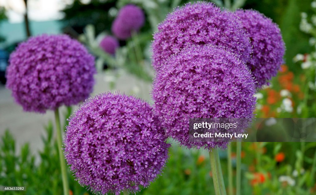Tall purple allium spring flowers