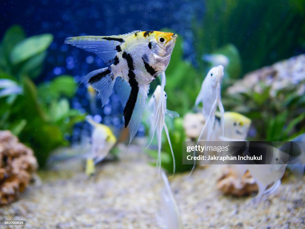 Pterophyllum Scalare aka Angelfish
