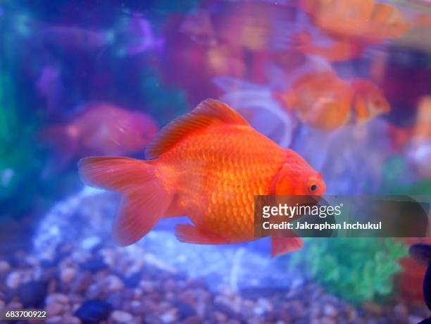 colorful goldfish - guldfisk bildbanksfoton och bilder
