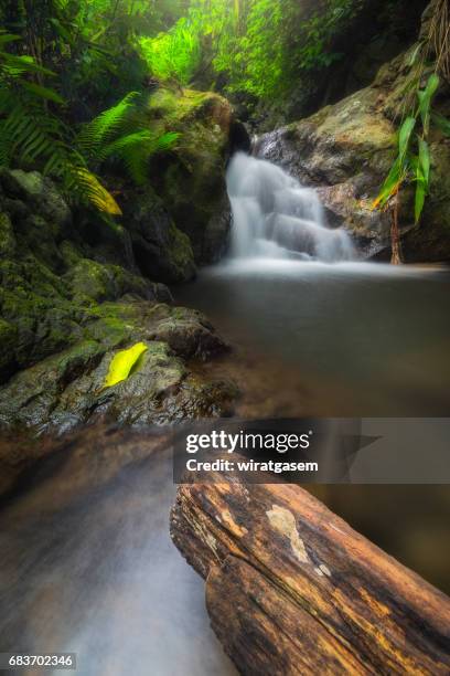 deep forest waterfall - shedd brook stock pictures, royalty-free photos & images