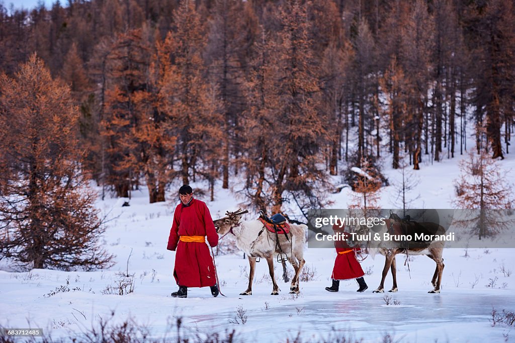 Mongolia, Tsaatan, reindeer transhumance