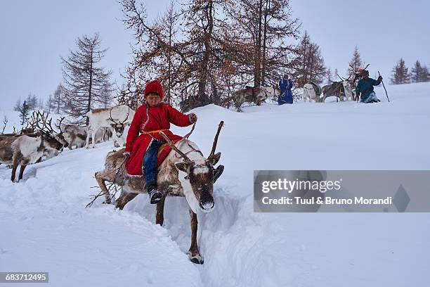 mongolia, tsaatan, reindeer transhumance - herders stock pictures, royalty-free photos & images