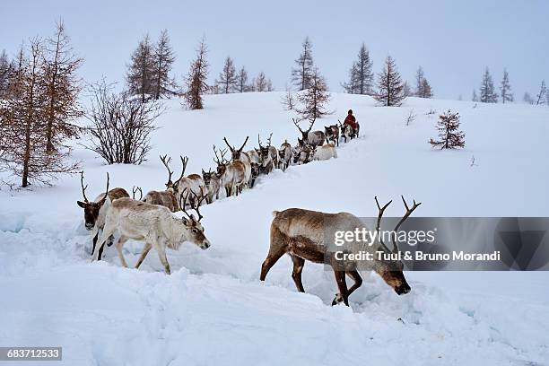 mongolia, tsaatan, reindeer transhumance - reindeer stock pictures, royalty-free photos & images