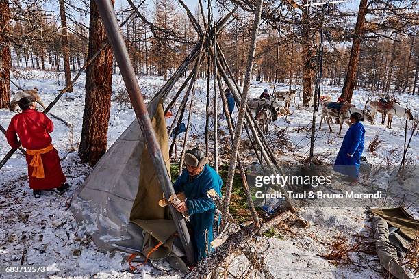 mongolia, tsaatan, reindeer transhumance - taiga stock pictures, royalty-free photos & images