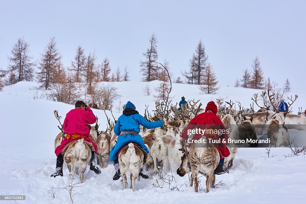 Mongolia, Tsaatan, reindeer transhumance