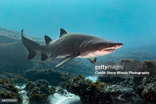 ragged tooth or sand tiger shark (carcharias taurus) cruising reefs, aliwal shoal, south africa - sand tiger shark stock pictures, royalty-free photos & images