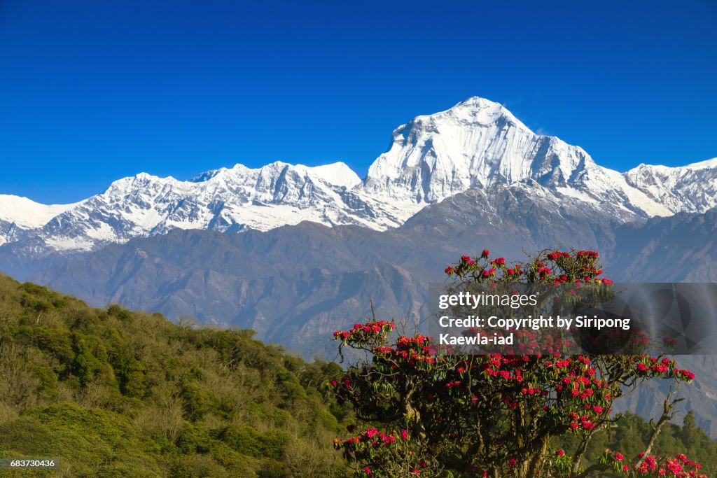 Close up of red rhododendron flower with the Dhaulagiri mountain peak in background from Annapurna Base Camp trail, Nepal.