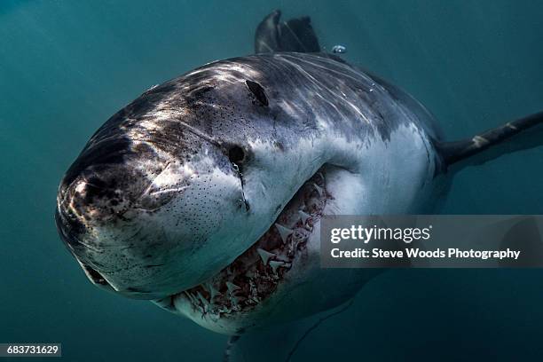 great white shark (carcharodon carcharias) swimming directly at camera, gansbaai, south africa - great white shark stock pictures, royalty-free photos & images