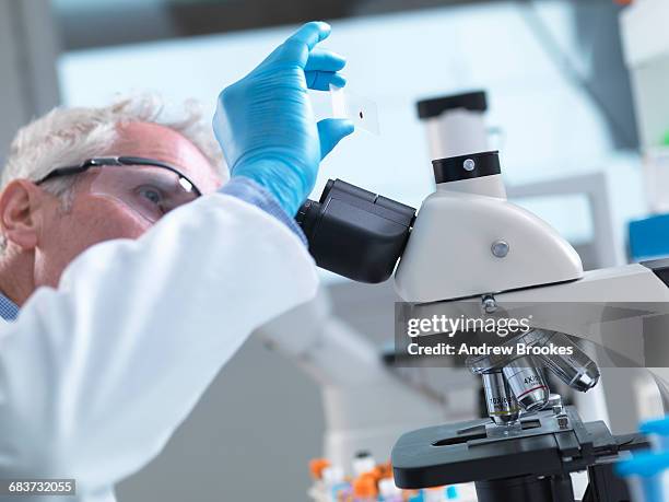 scientist preparing a sample slide containing a human blood specimen to view under a microscope in laboratory for medical testing - microscope slide stock pictures, royalty-free photos & images
