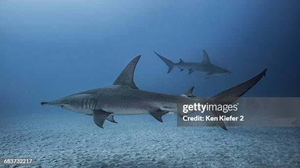 underwater view of great hammerhead sharks, jupiter, florida, usa - great hammerhead shark stockfoto's en -beelden