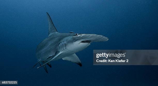 underwater view of great hammerhead shark, jupiter, florida, usa - great hammerhead shark stockfoto's en -beelden