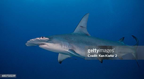 underwater view of great hammerhead shark, jupiter, florida, usa - dorsal fin stock pictures, royalty-free photos & images
