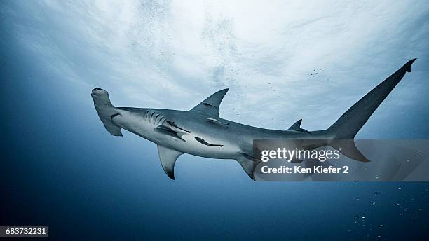 underwater view of great hammerhead shark, jupiter, florida, usa - great hammerhead shark stockfoto's en -beelden