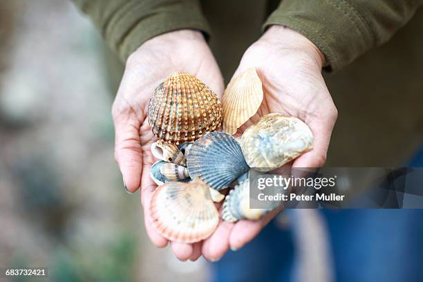 womans hands holding seashells, devon, uk - seashell stock pictures, royalty-free photos & images