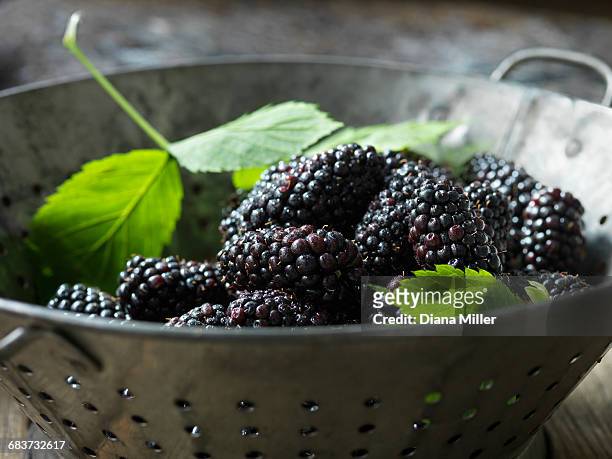 fresh organic fruit, blackberries in colander with green leaves - moeras fotografías e imágenes de stock