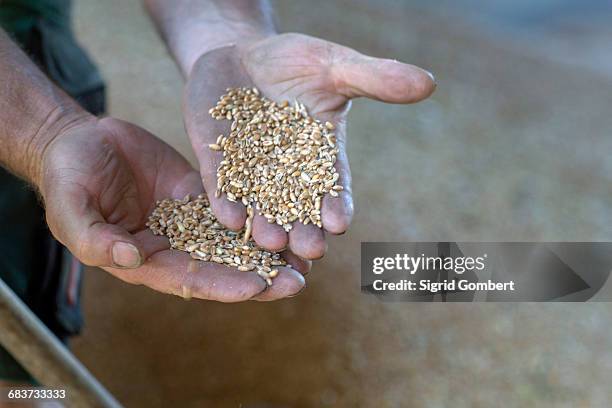 hands of male farmer holding wheat - sigrid gombert stock-fotos und bilder