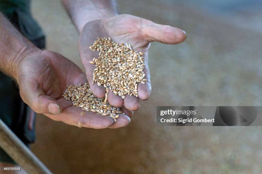 Hands of male farmer holding wheat