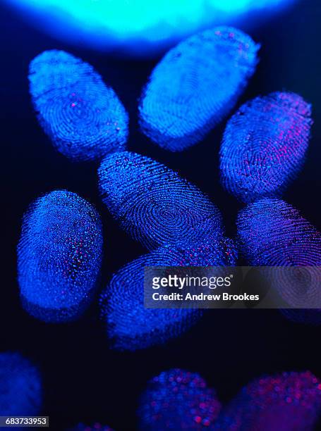 identity, human finger prints shown up using light - forensic stock pictures, royalty-free photos & images